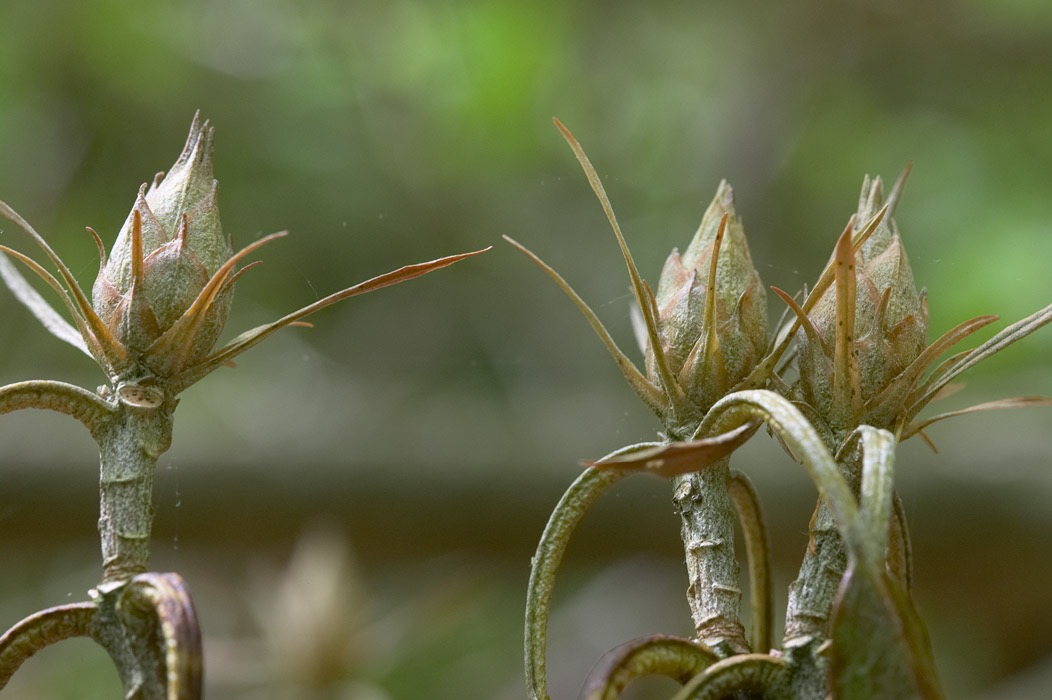 200505163717, ©Tim Medley