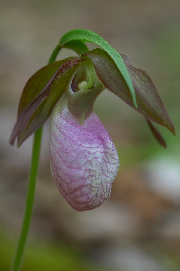 200505163731, ©Tim Medley