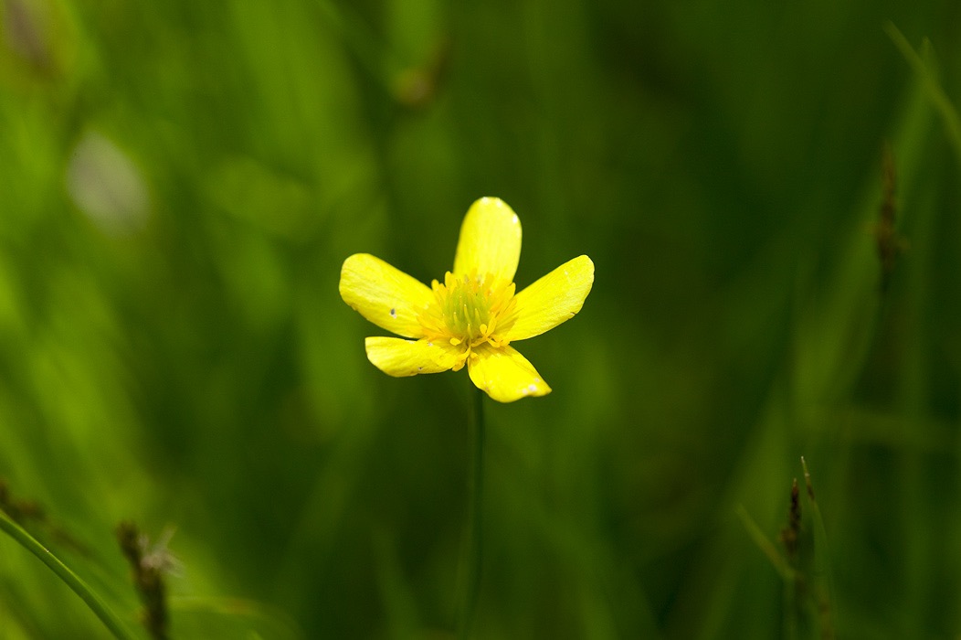 200505173762, ©Tim Medley