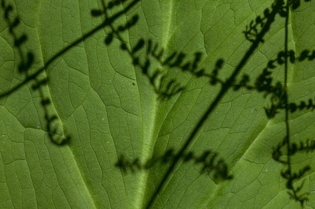 200505173784, ©Tim Medley