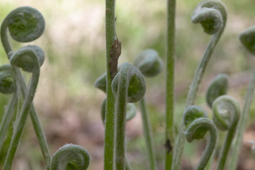 200505173801, ©Tim Medley