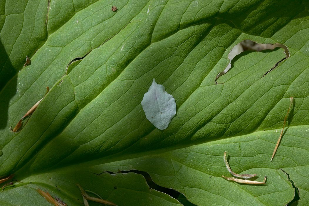 200505173821, ©Tim Medley