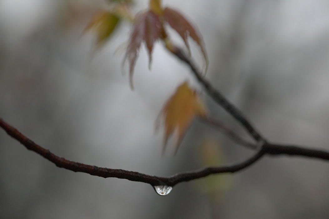 200505203900, ©Tim Medley