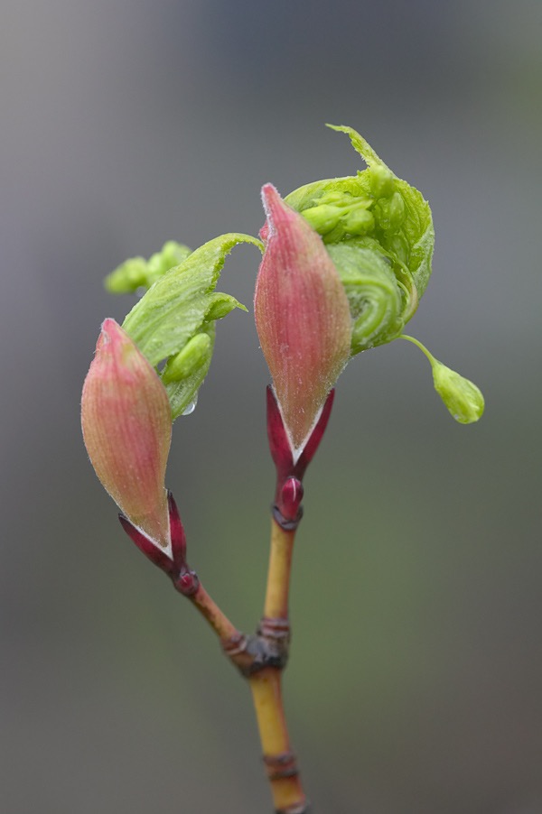 200505203950, ©Tim Medley