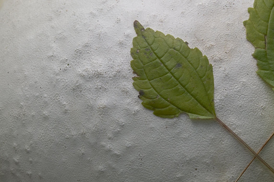 200510274056, ©Tim Medley