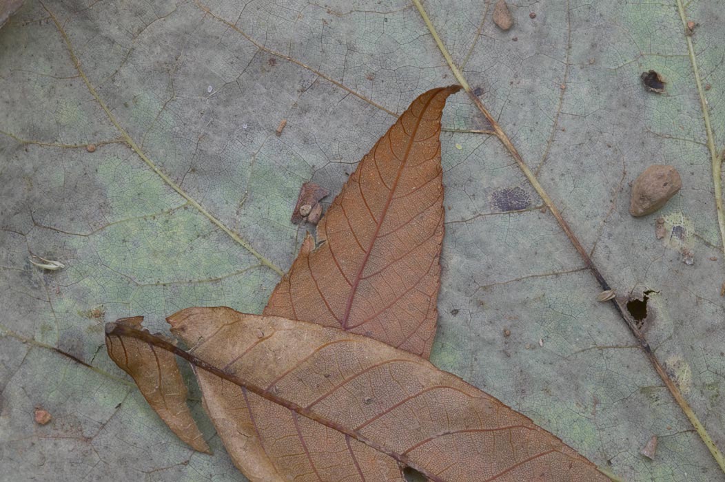 200510274068, ©Tim Medley