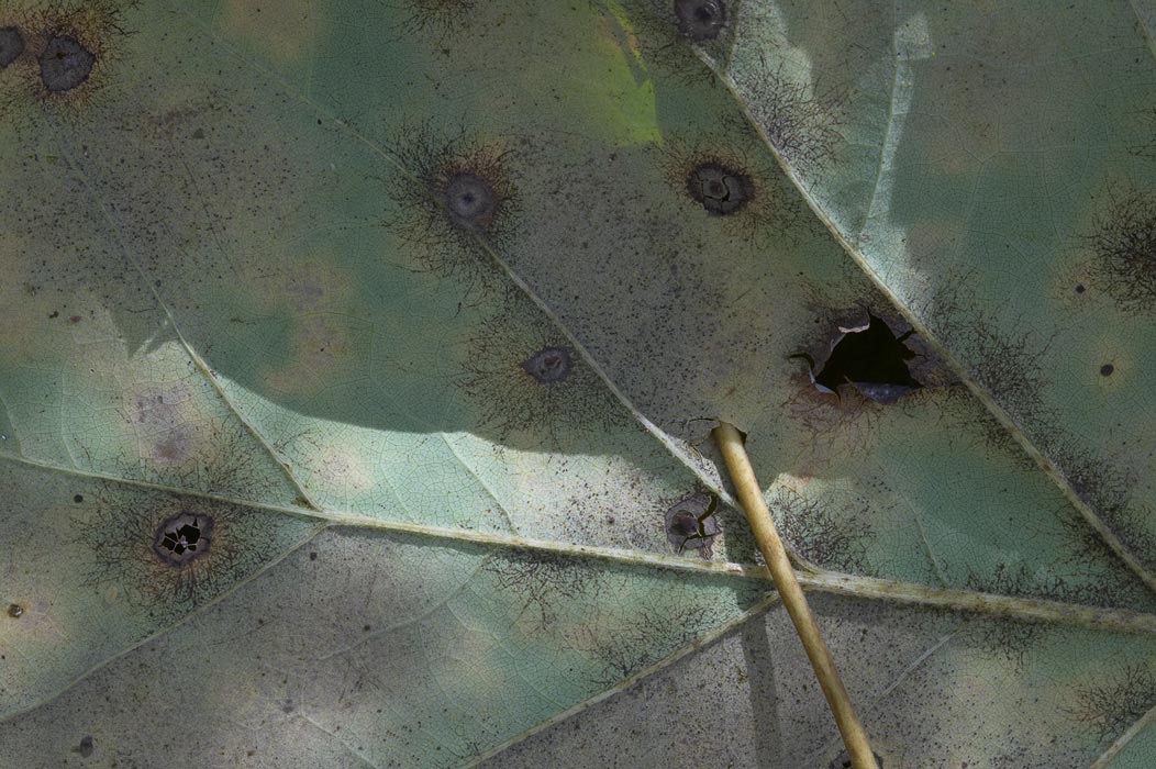 200511024098, ©Tim Medley