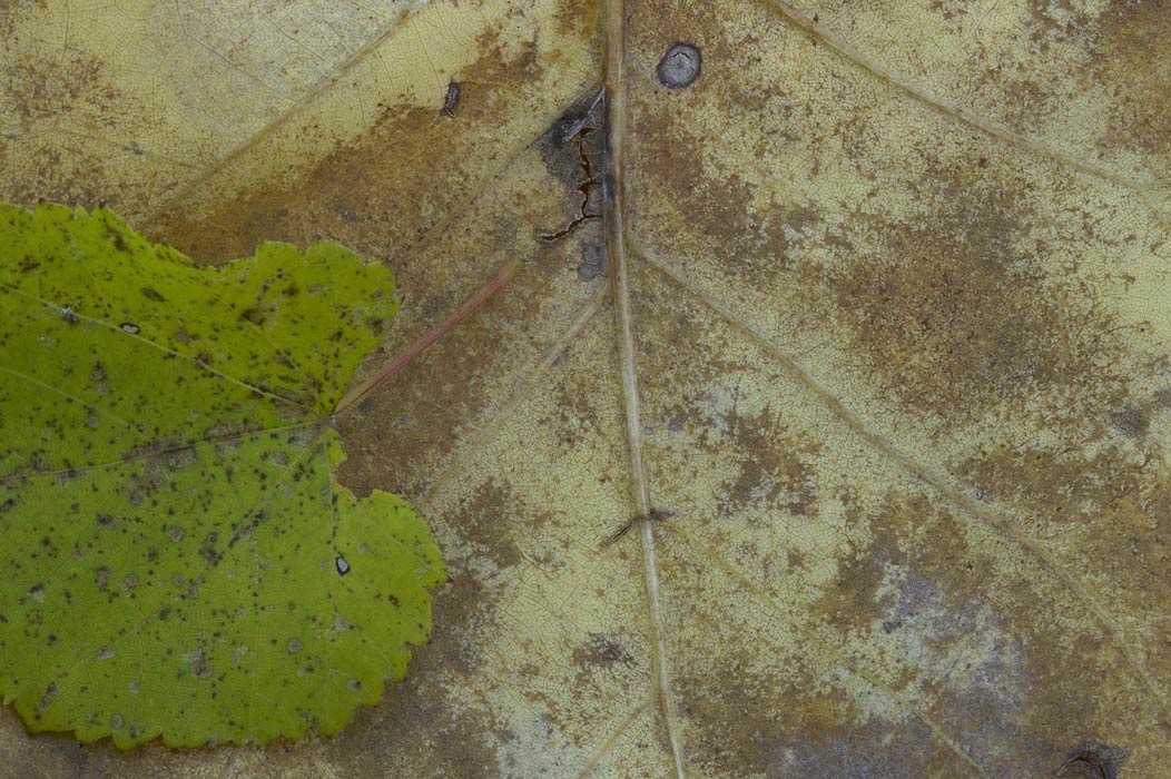 200511024100, ©Tim Medley