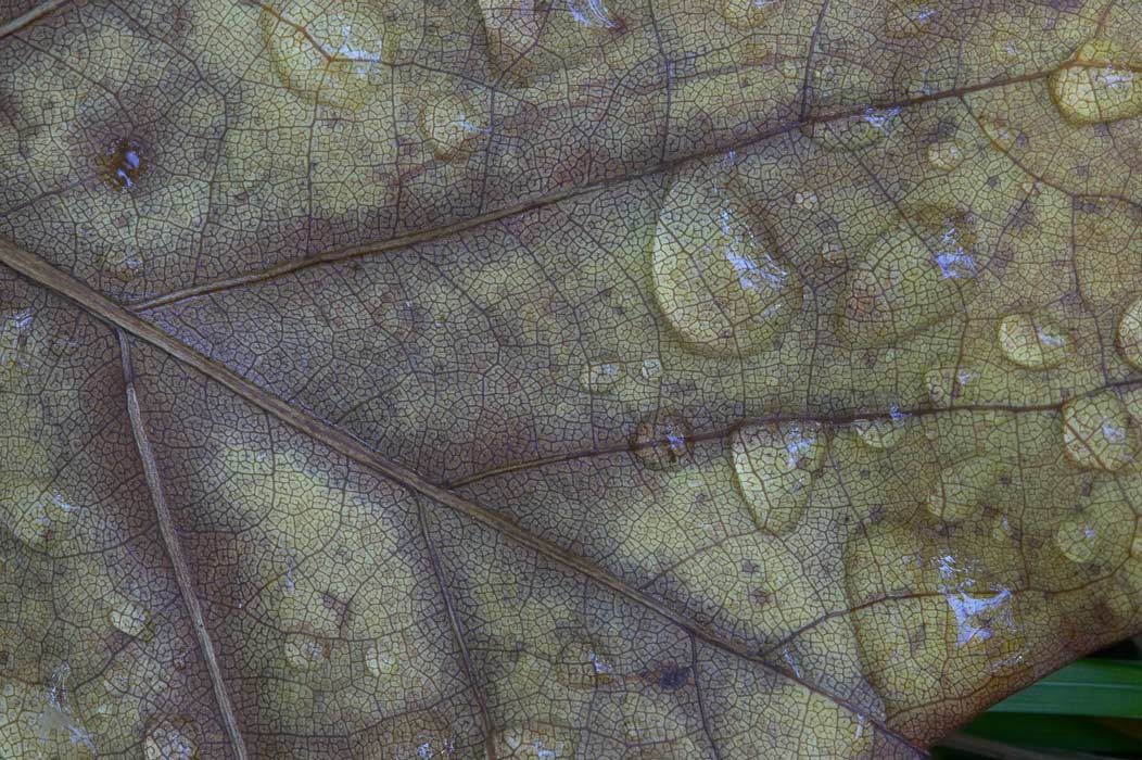 200511024114, ©Tim Medley