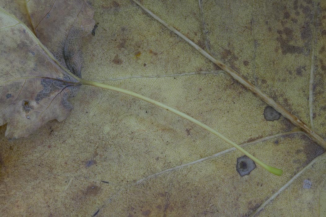 200511024126, ©Tim Medley