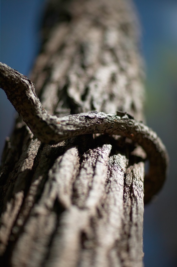 200604184405, ©Tim Medley