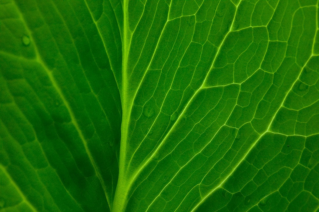 200604184430, ©Tim Medley