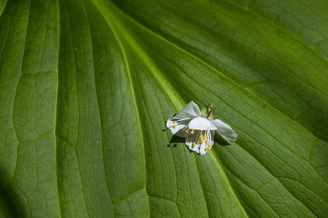 200604184439, ©Tim Medley