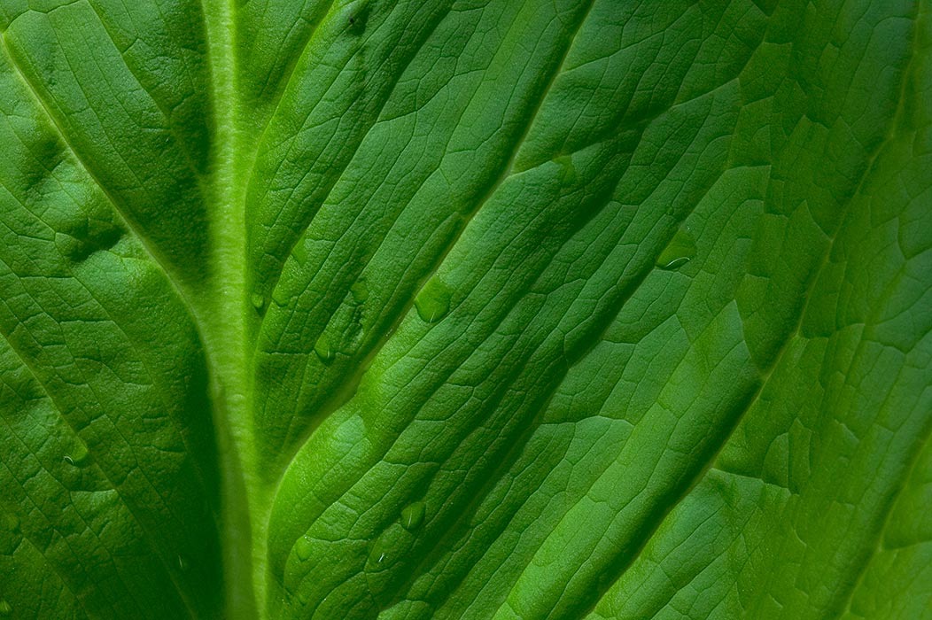 200604184453, ©Tim Medley