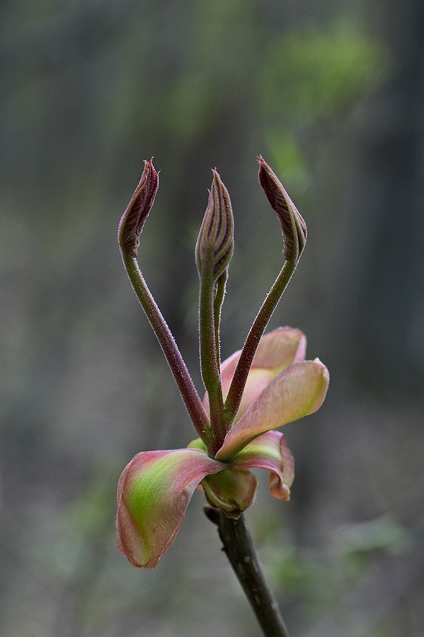 200604264532, ©Tim Medley