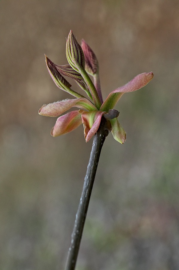 200604264534, ©Tim Medley