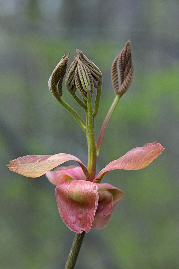 200604264535, ©Tim Medley