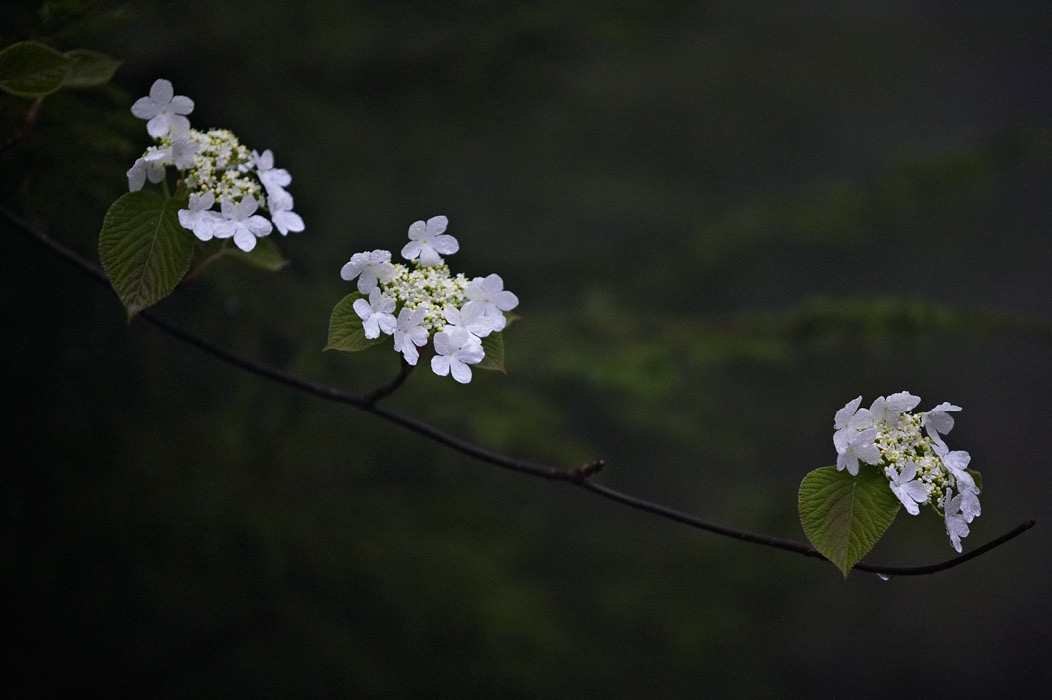 200605084674, ©Tim Medley