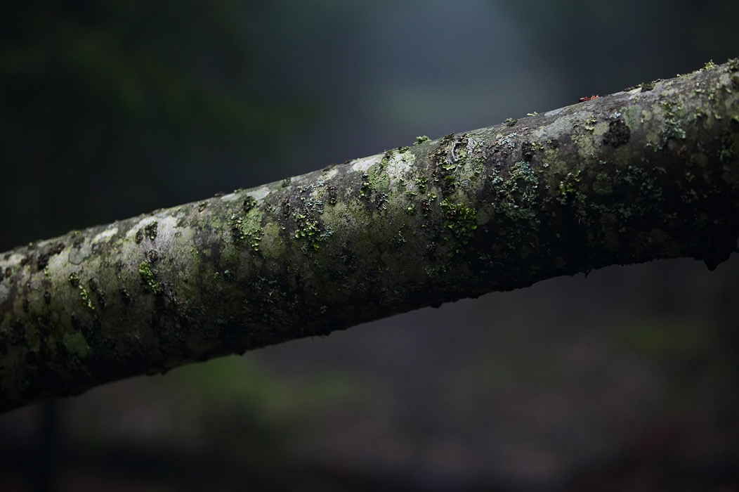 200605084702, ©Tim Medley