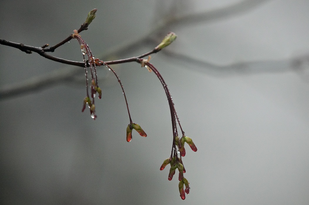 200605084703, ©Tim Medley