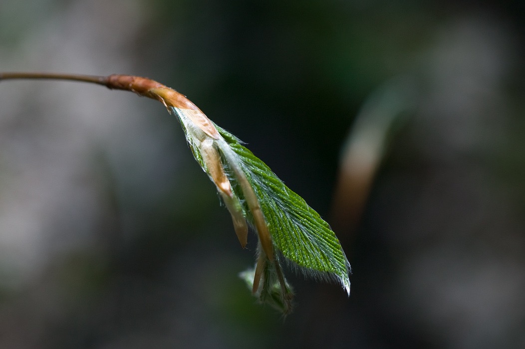 200605094762, ©Tim Medley