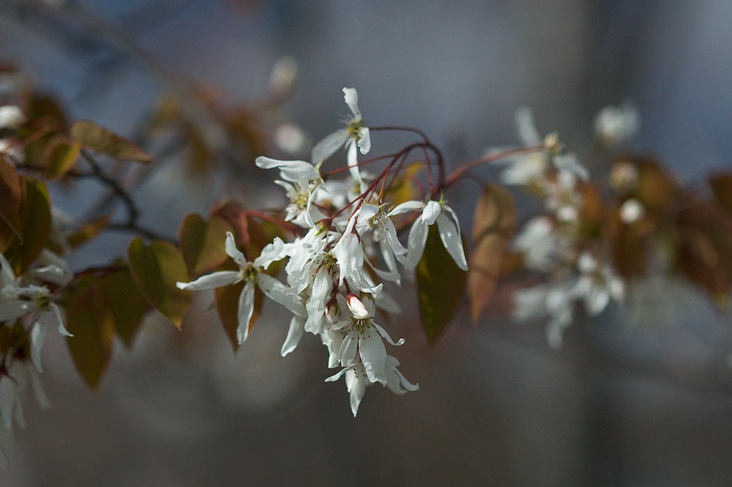 200605094783, ©Tim Medley