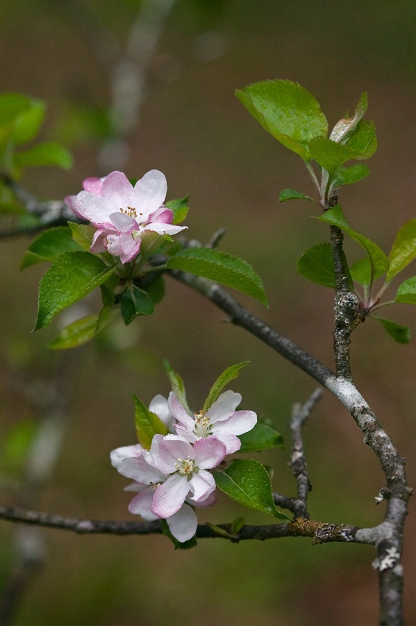 200605104818, ©Tim Medley