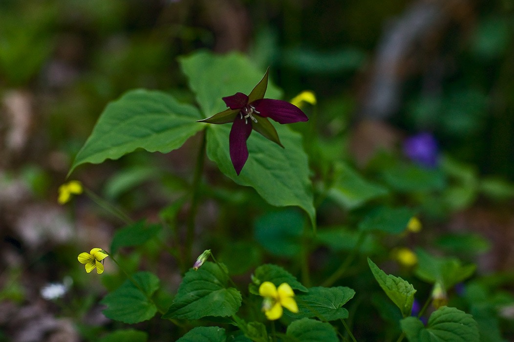 200605104888, ©Tim Medley