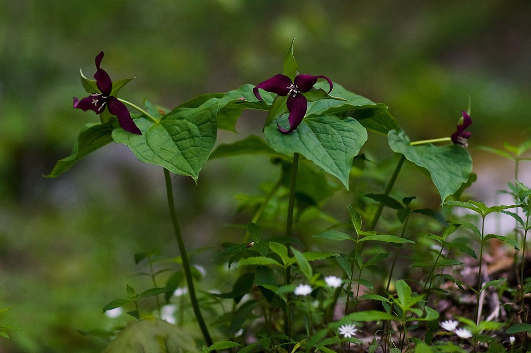 200605104891, ©Tim Medley