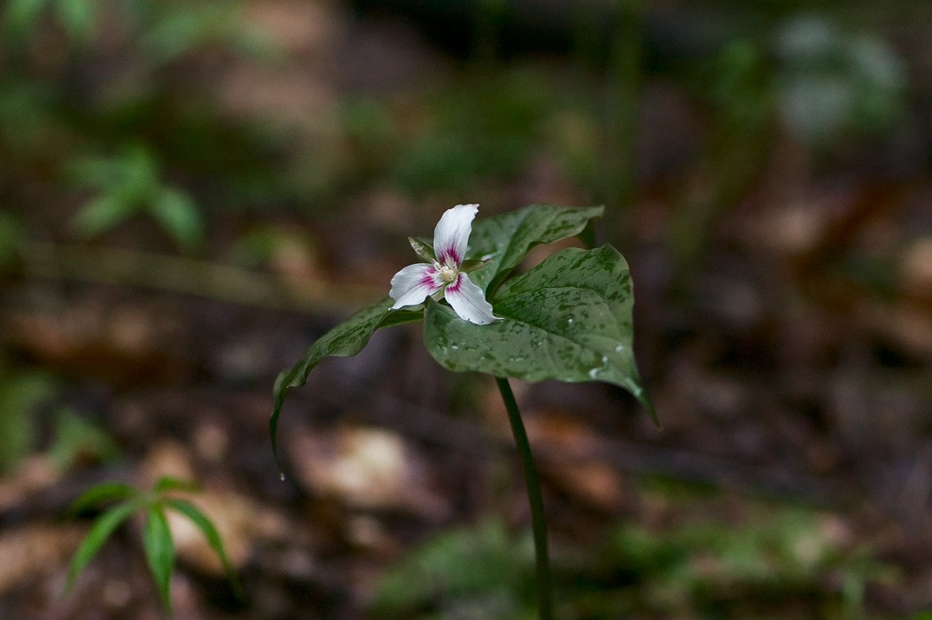 200605114922, ©Tim Medley