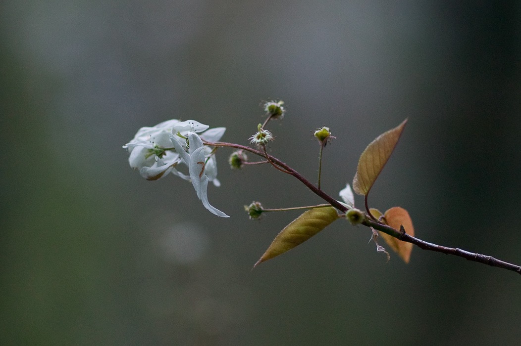 200605114947, ©Tim Medley