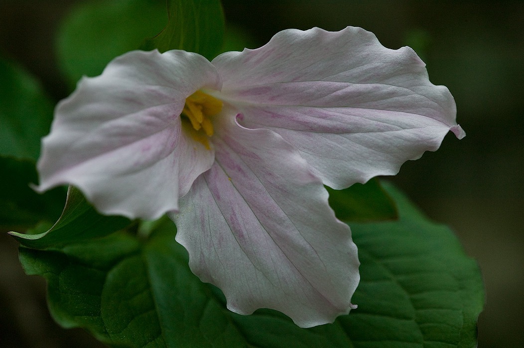 200705035249, ©Tim Medley