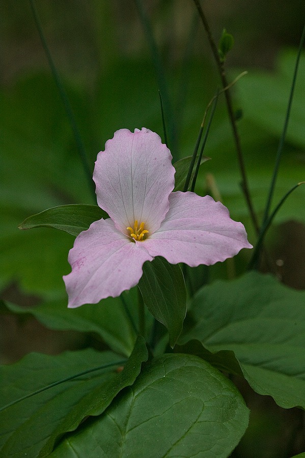 200705035254, ©Tim Medley