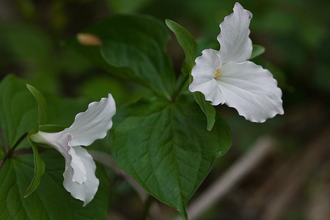 200705035255, ©Tim Medley