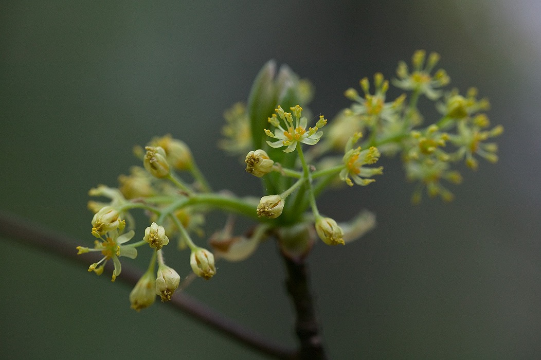 200705035274, ©Tim Medley