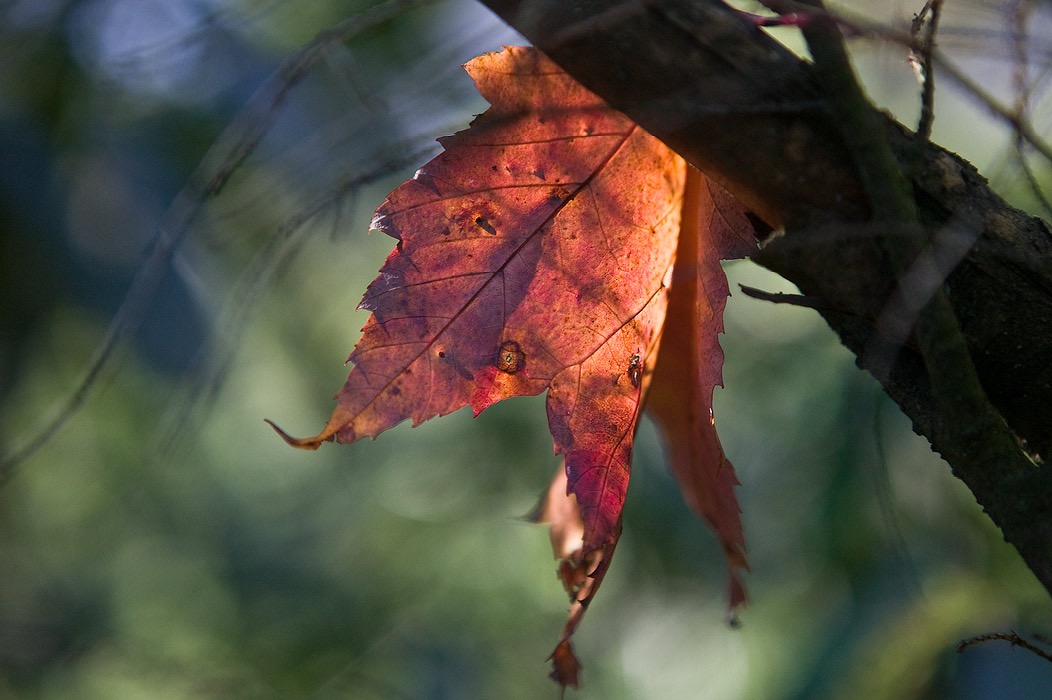 200710295536, ©Tim Medley