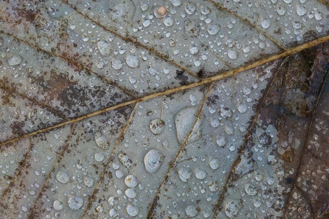 200711025676, ©Tim Medley