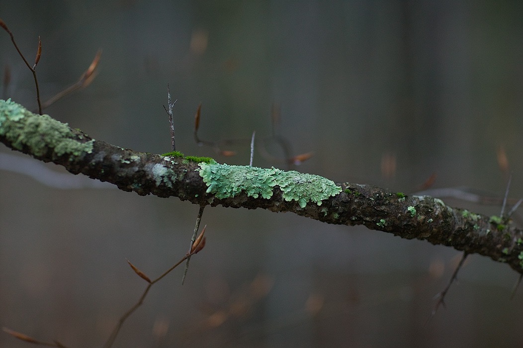 200905026396, ©Tim Medley