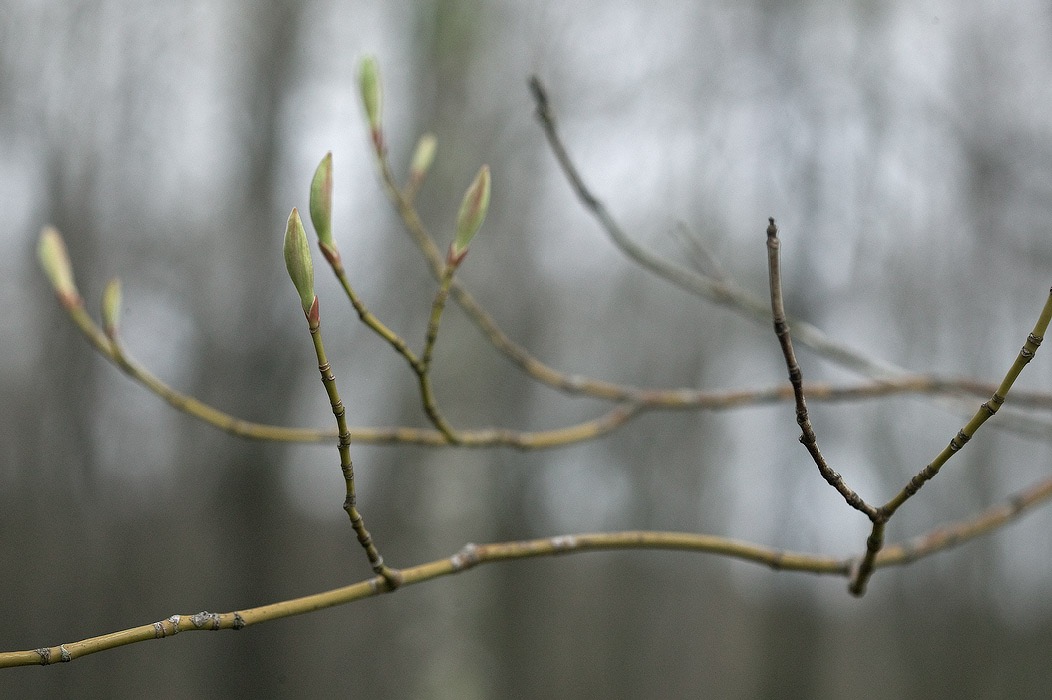 200905026453, ©Tim Medley