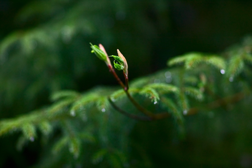 200905046477, ©Tim Medley