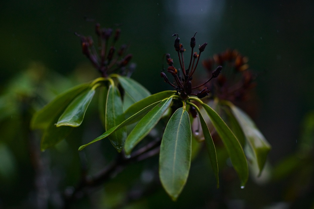 200905046479, ©Tim Medley