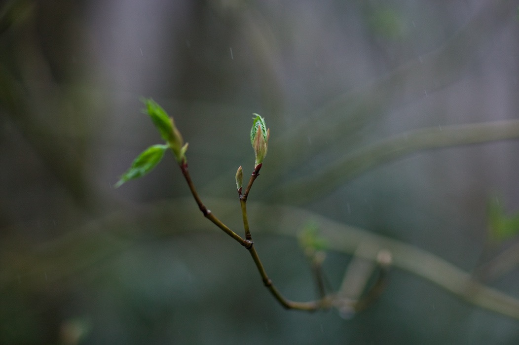 200905046498, ©Tim Medley