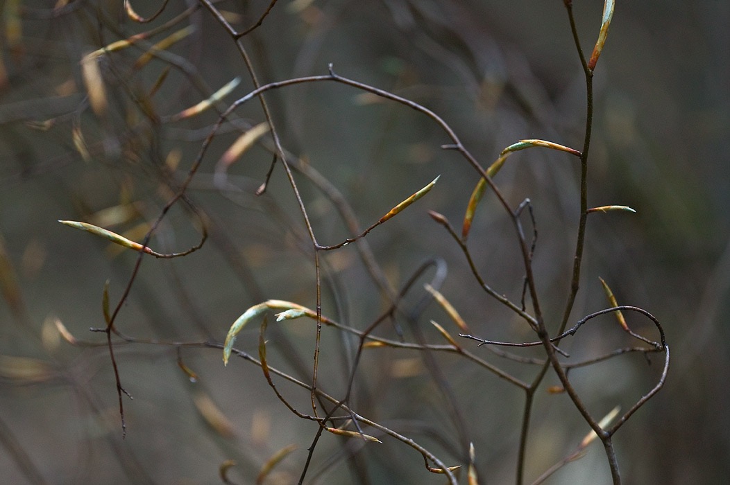 200905056533, ©Tim Medley