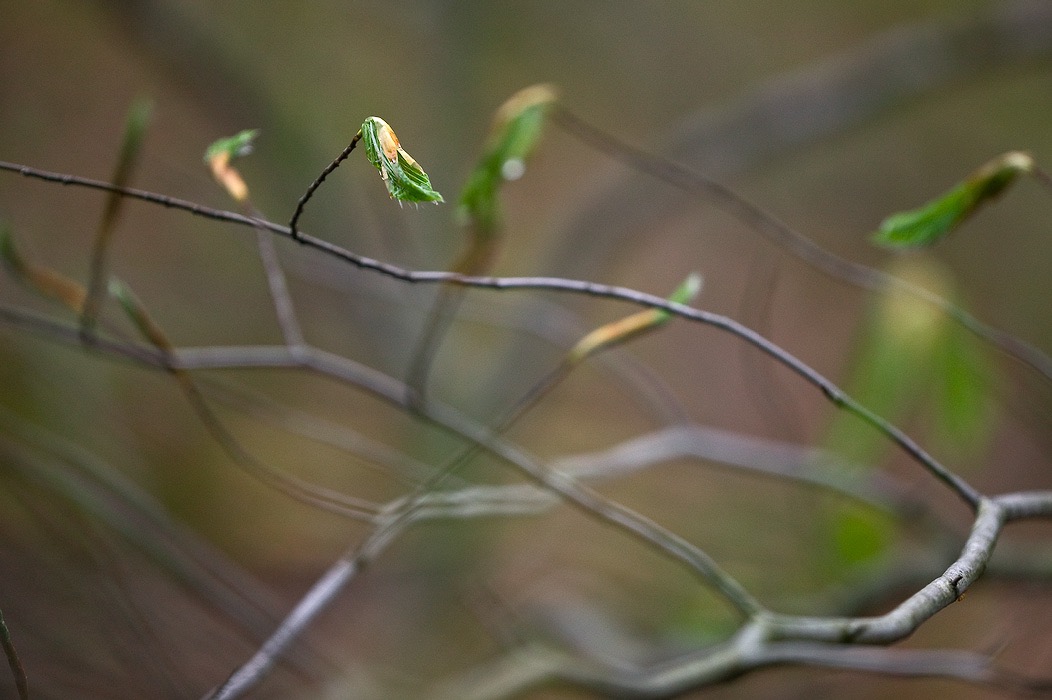 200905076641, ©Tim Medley