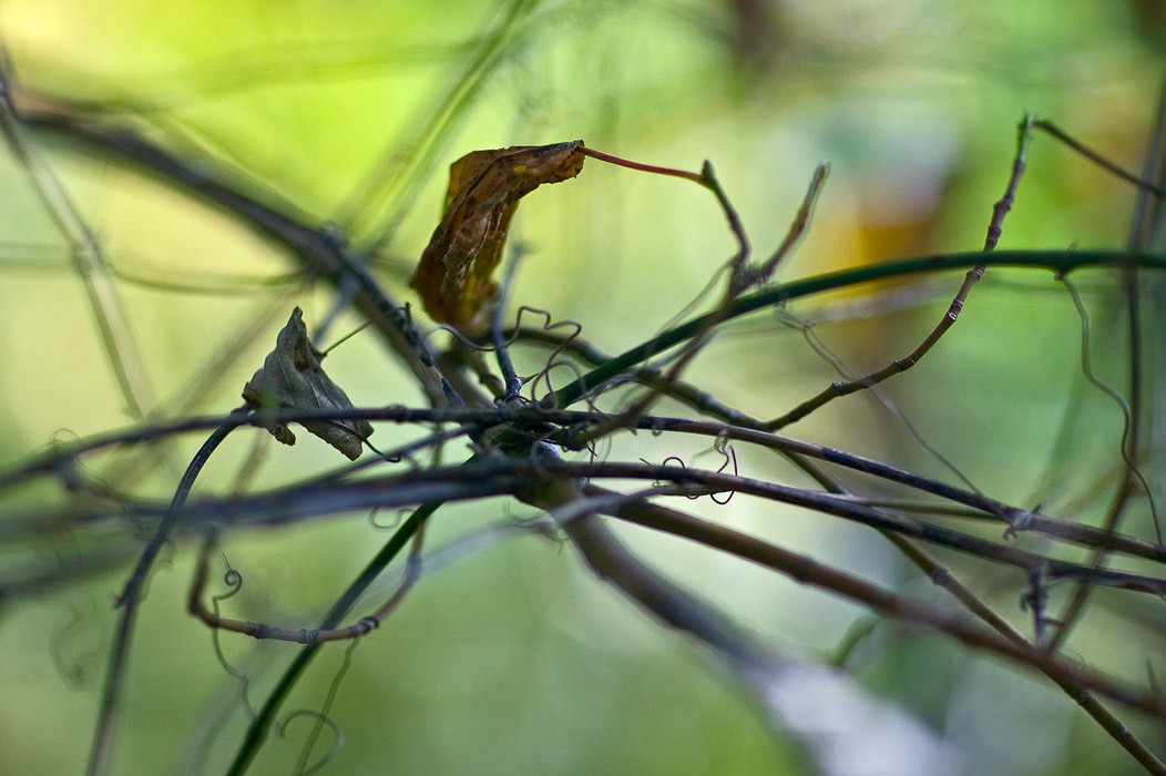 200910057011, ©Tim Medley