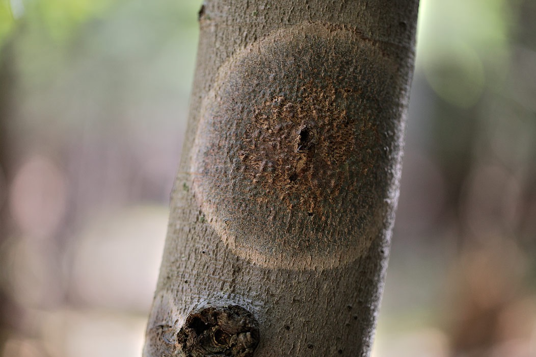 201005017293, ©Tim Medley