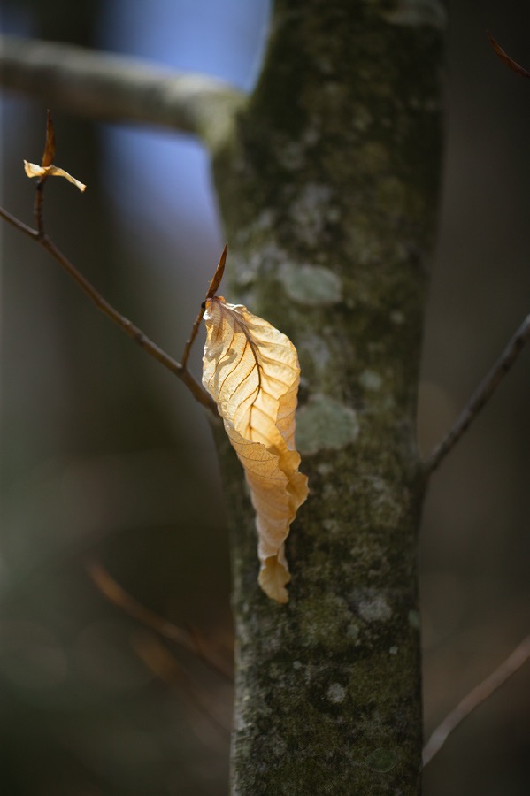 201005017309, ©Tim Medley