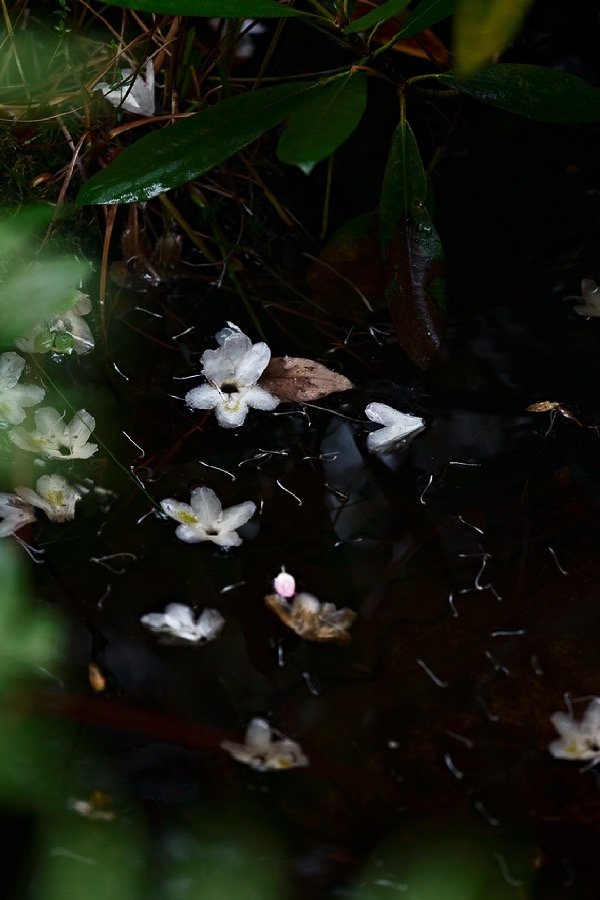 201506251DX0902  ©Tim Medley - Rhododendron Blossoms, South Prong TR, Monongahela NF, WV