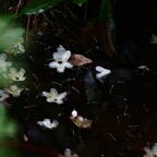 201507131DX1217.jpg