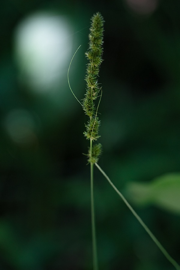 201507141DX1337 ©Tim Medley - FS Road 244, Monongahela NF, WV